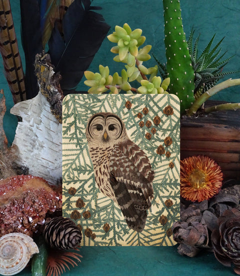 Little Gold Fox Designs Greeting Card Barred Owl