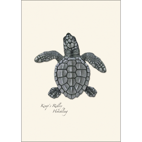 ES+W Card Set Sea Turtle Hatchling