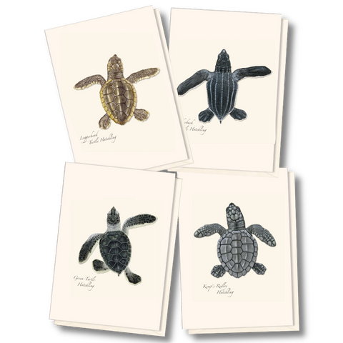 ES+W Card Set Sea Turtle Hatchling
