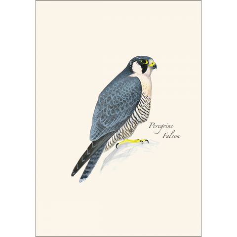ES+W Card Set Sibley Raptor