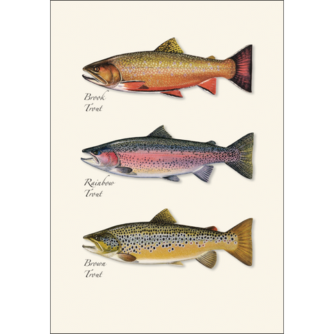 ES+W Card Set Trout Trio