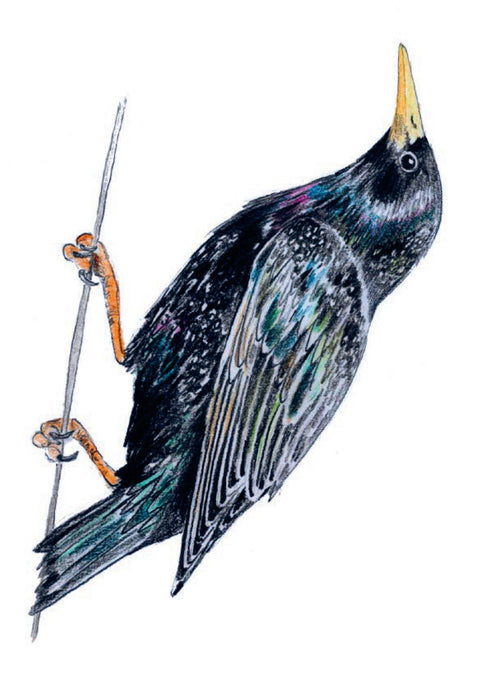 Bird Box: 100 Postcards by 10 Artists