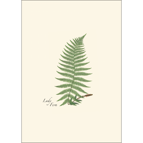 ES+W Card Fern Assortment
