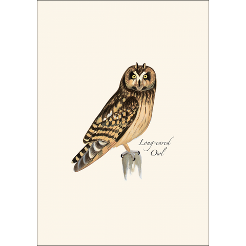 ES+W Card Set Sibley Owl Assortment
