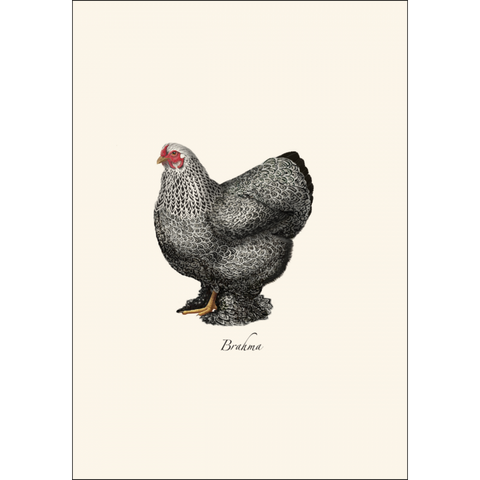 ES+W Card Set Chicken Assortment