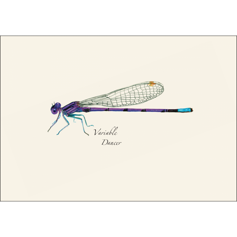 ES+W Notecard Set Dragonfly & Damselfly