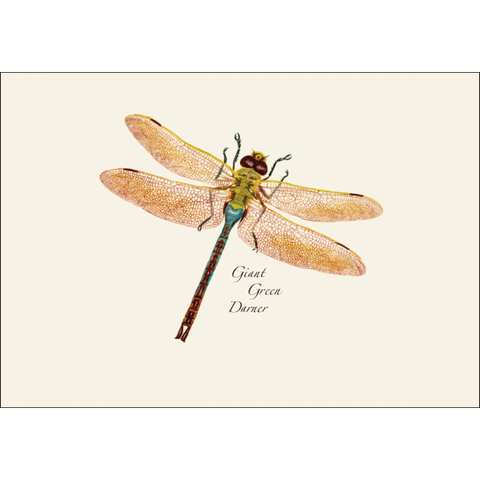 ES+W Notecard Set Dragonfly & Damselfly