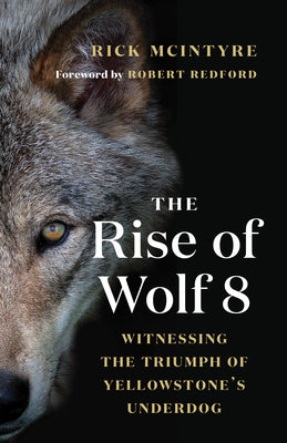 The Rise of Wolf 8: Witnessing the Triumph of Yellowstone's Underdog (The Alpha Wolves of Yellowstone (1)) Paperback