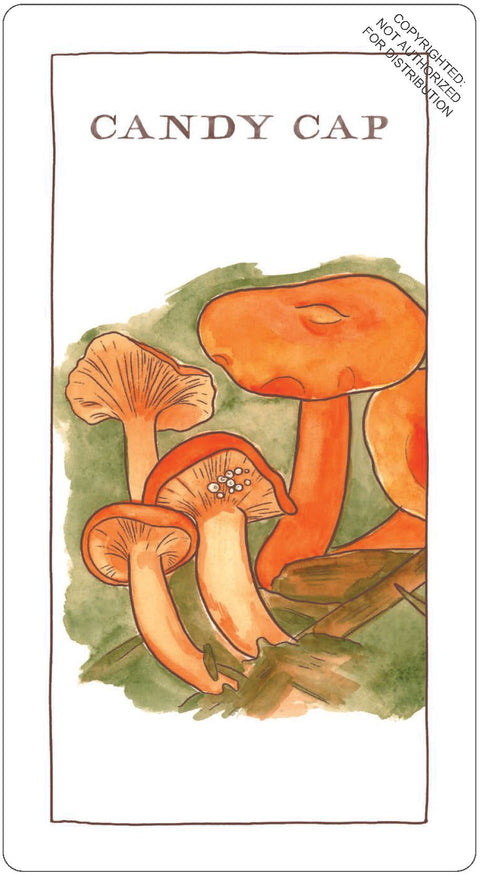 Mushroom Spotter's Deck