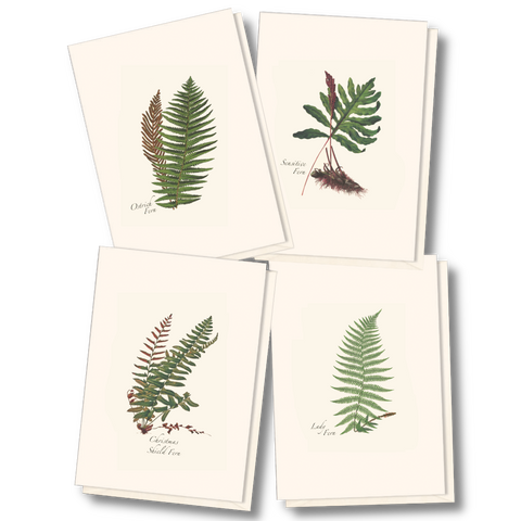 ES+W Card Fern Assortment
