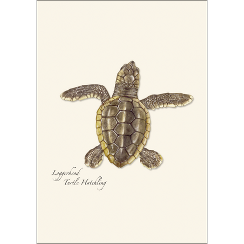 ES+W Card Set Sea Turtle Hatchling