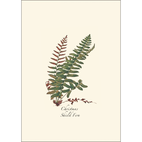 ES+W Card Fern Assortment