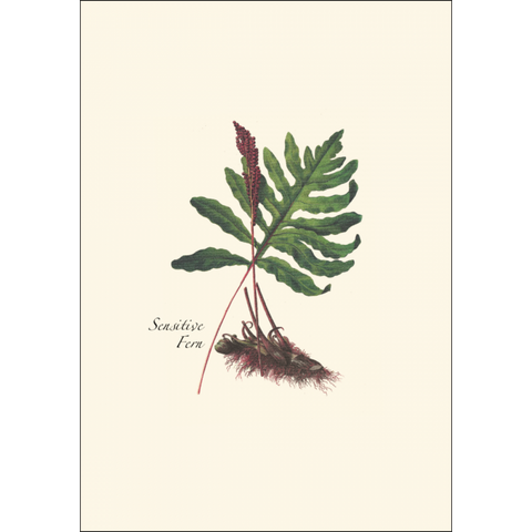 ES+W Card Fern Assortment