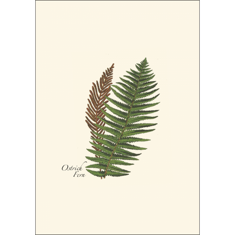 ES+W Card Fern Assortment