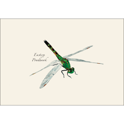 ES+W Notecard Set Dragonfly & Damselfly