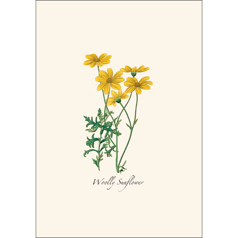 ES+W Card Set Western Wildflower Assortment