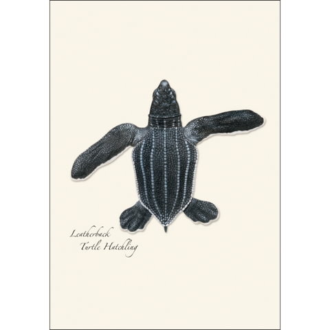 ES+W Card Set Sea Turtle Hatchling