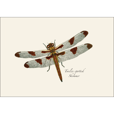 ES+W Notecard Set Dragonfly & Damselfly