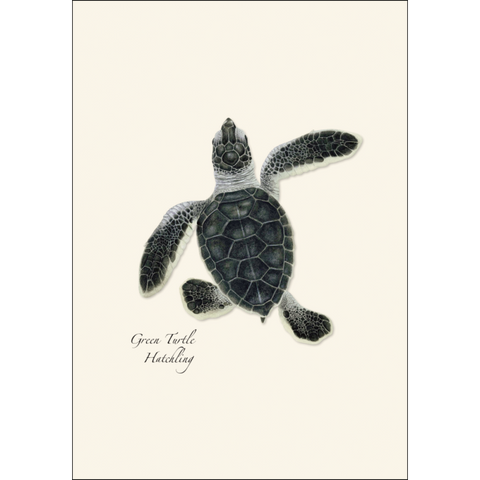 ES+W Card Set Sea Turtle Hatchling
