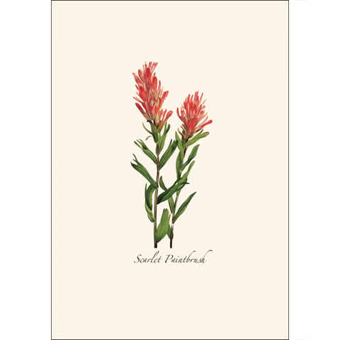ES+W Card Set Western Wildflower Assortment